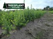 norway spruce picea abies 20 seedlings