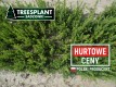 norway spruce picea abies 20 seedlings