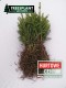 Norway Spruce PICEA ABIES 2/1 25-40cm