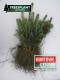 Blue Spruce Picea Pungens Glauca kaibab 25-40cm seedlings