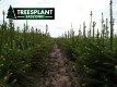 Norway Spruce PICEA ABIES 2/2 30-65cm